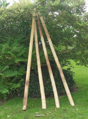bamboe paal diam.  4/5 - 240 cm
