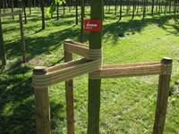 Boomband Jute - lengte 75 - 90 cm + 2 nagels