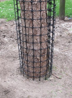 Boomplantproducten