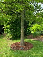 Boomring Kantopsluiting cortenstaal - diam. 50 cm