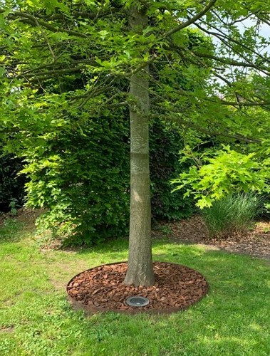 Boomring Kantopsluiting cortenstaal - diam. 50 cm