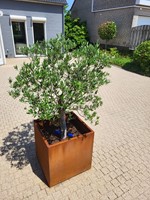 cortenstalen plantenbak