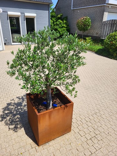cortenstalen plantenbak