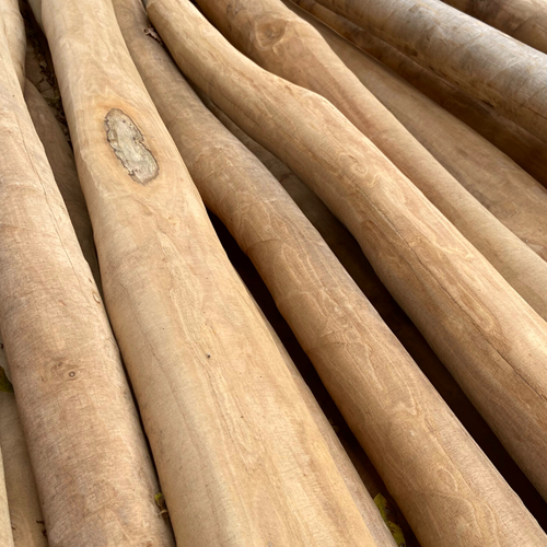 Robinia spintvrij geschuurde palen - kopmaat Ø 14 / 16 cm - lengte 500 cm-3